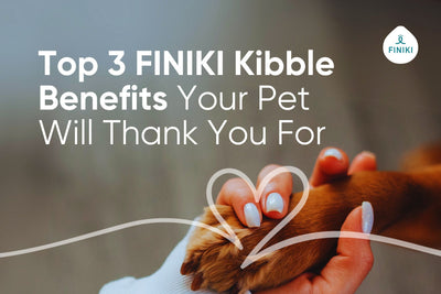 🐾 Good Nutrition Starts Here: Why FINIKI Kibble Makes Every Meal Count