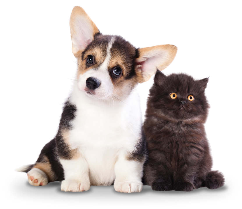 Hydrolyzed Protein for Healthier Pets